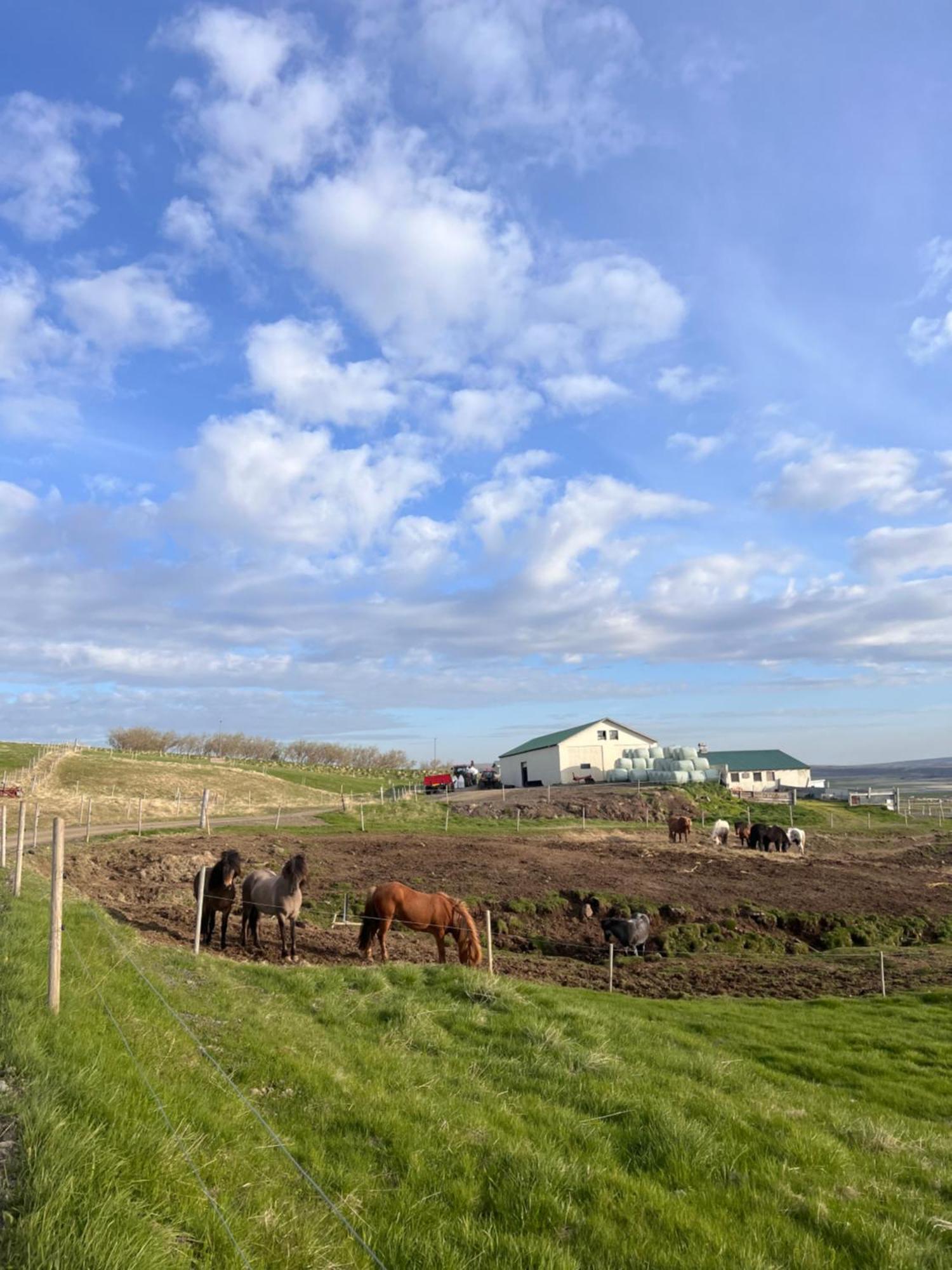 Stora-Asgeirsa Horse Farm Stay Vithigerthi 外观 照片