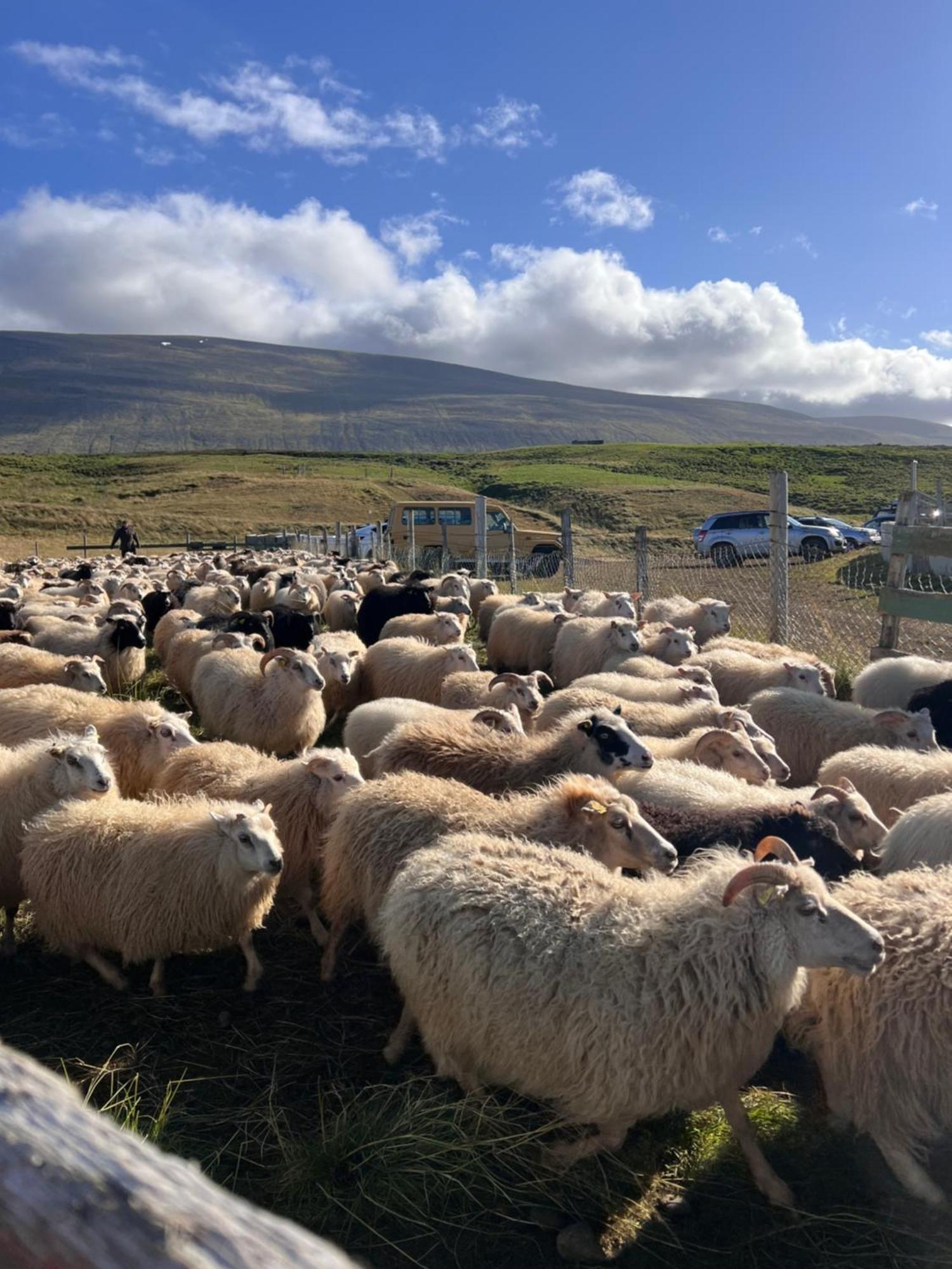 Stora-Asgeirsa Horse Farm Stay Vithigerthi 外观 照片